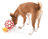 topla oynayan köpek