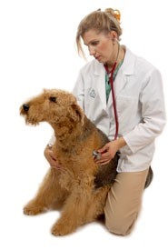 Oturan kadın ve köpek