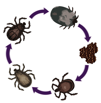 KENELERİN YAŞAM SİKLUSU