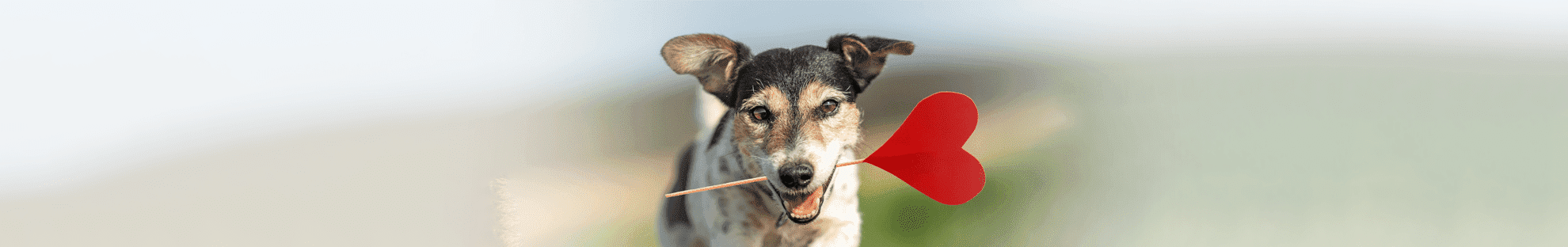 dog with heart in the mouth