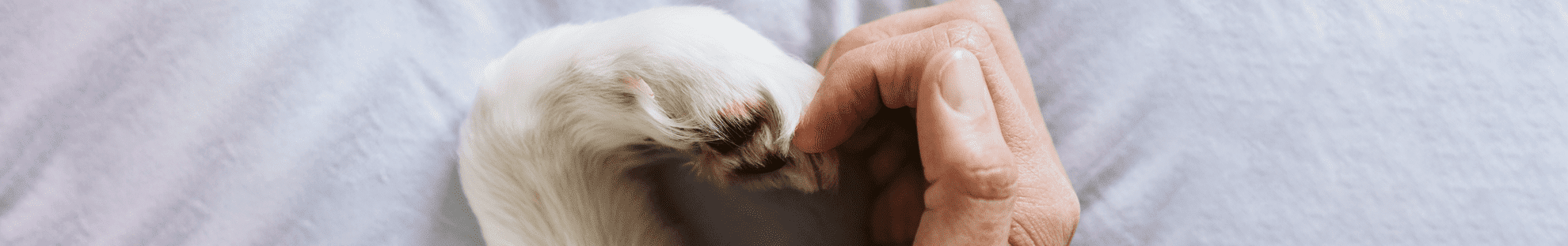 human hand and dog feet