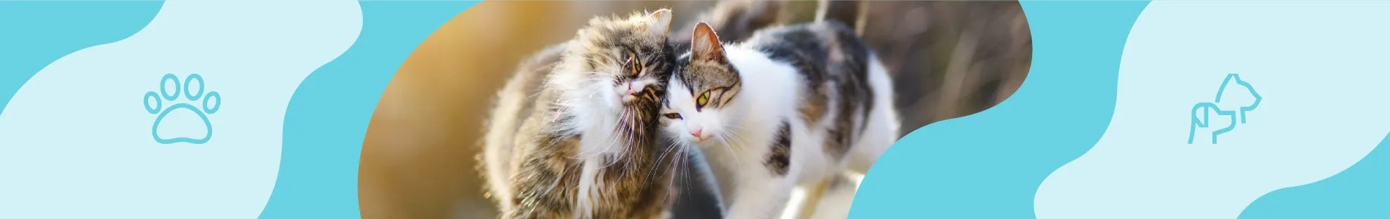 Kedi Bakımı - Egzersiz, Sosyalleşme ve Davranış