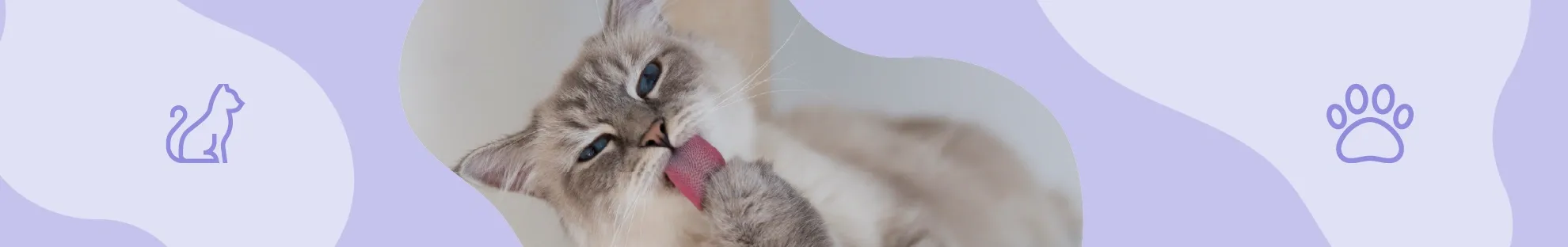 Kedi Bakımı - Hijyen