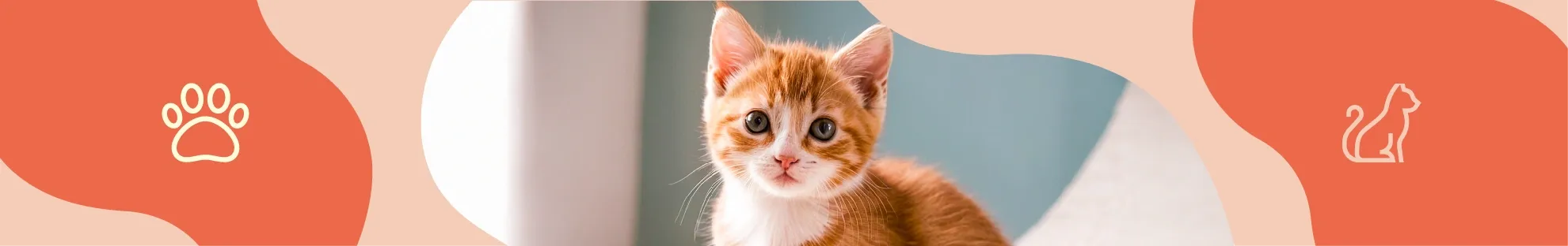 Kedi Bakımı - Yavru Kedi Bakımı