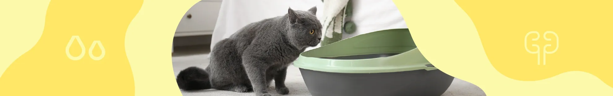 Kedi Sağlığı - Böbrek Sağlığı