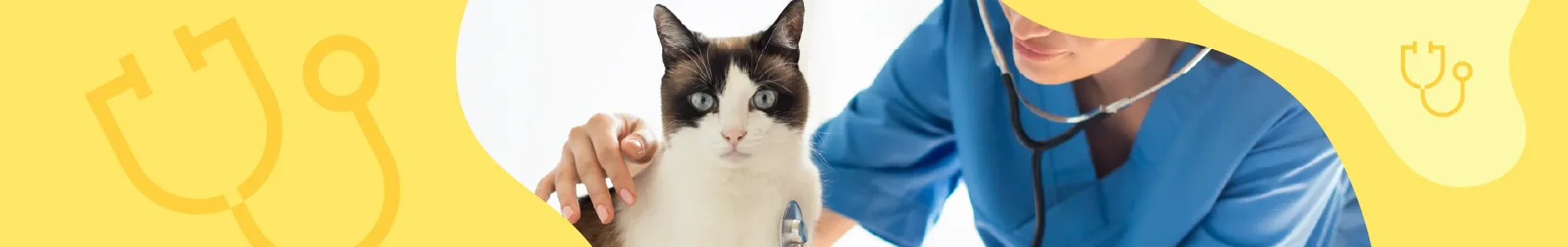 Kedilerde Böbrek Hastalığı Tedavi Edilebilir mi?