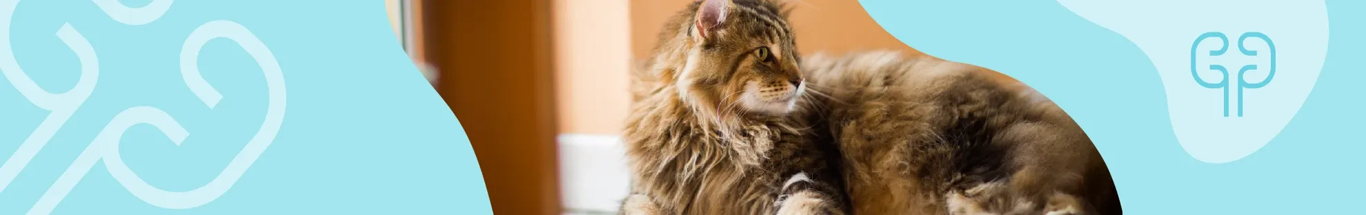 Kedilerde Kronik Böbrek Hastalığı