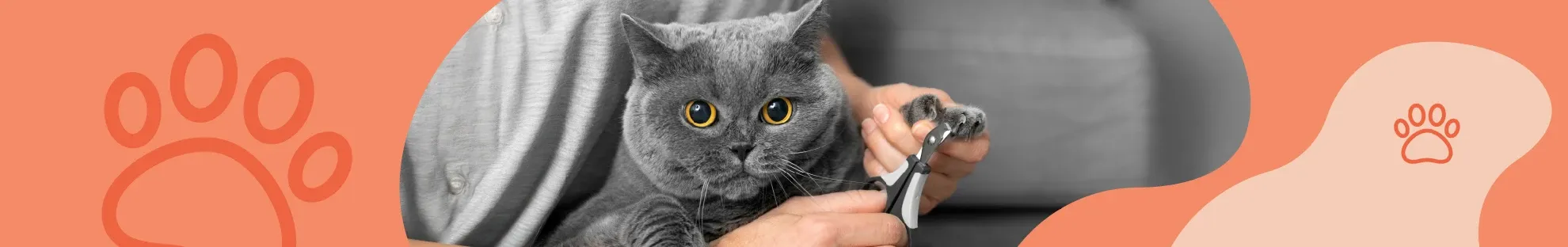 Kedimin Tırnağını Nasıl Kesmeliyim?