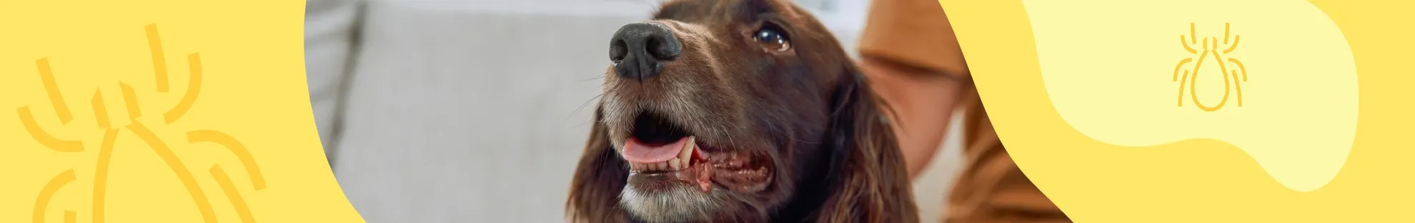 Kene ile İlgili Doğru ve Yanlışlar