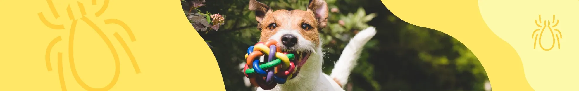 Keneler Köpeklere Nasıl Bulaşır?