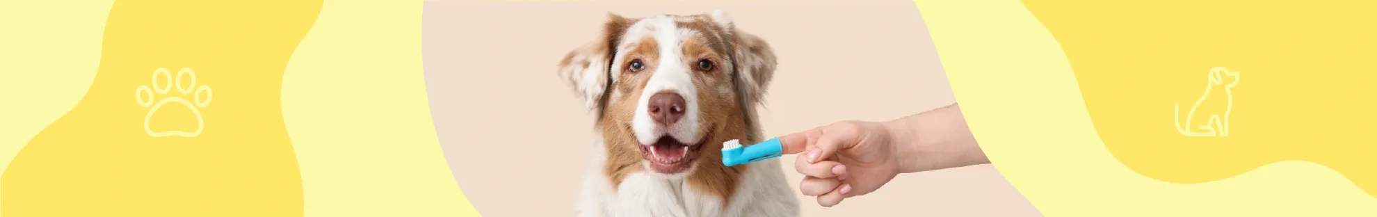 Köpek Bakımı - Hijyen