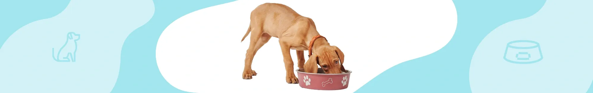 Köpek Bakımı - Kaçınılması Gereken Gıdalar