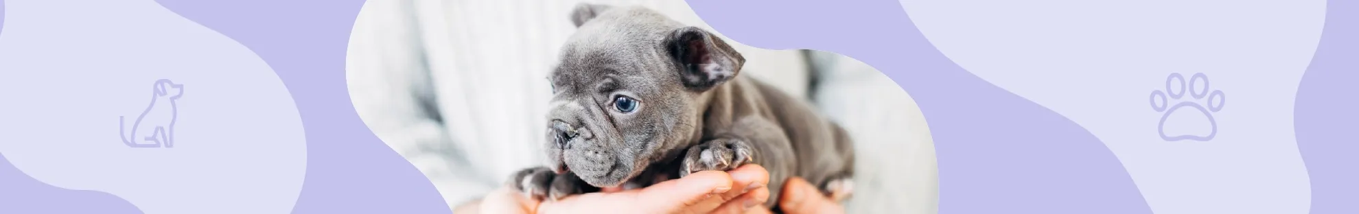 Köpek Bakımı - Yavru Köpek Bakımı