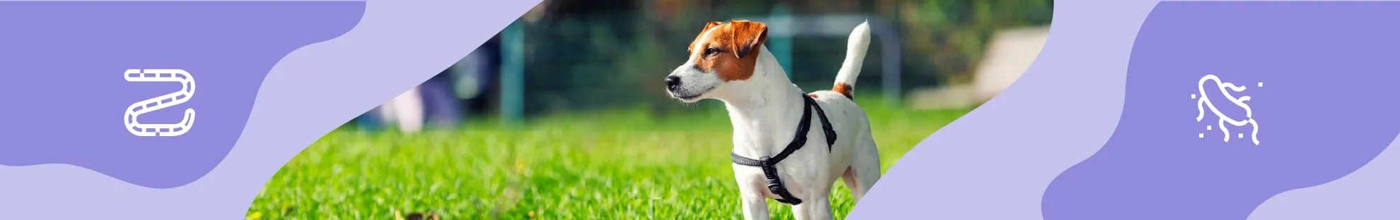 Köpek Sağlığı - İç Parazitler