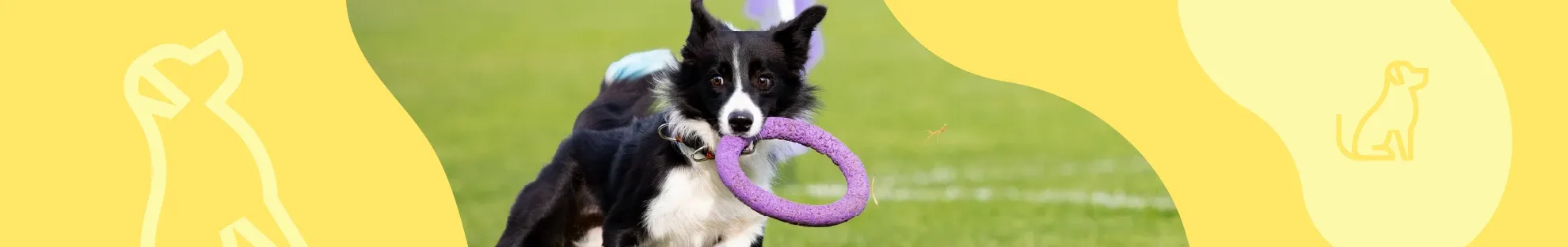 Temel İtaat Eğitimi: Köpeğinizi Nasıl Eğitebilirsiniz?