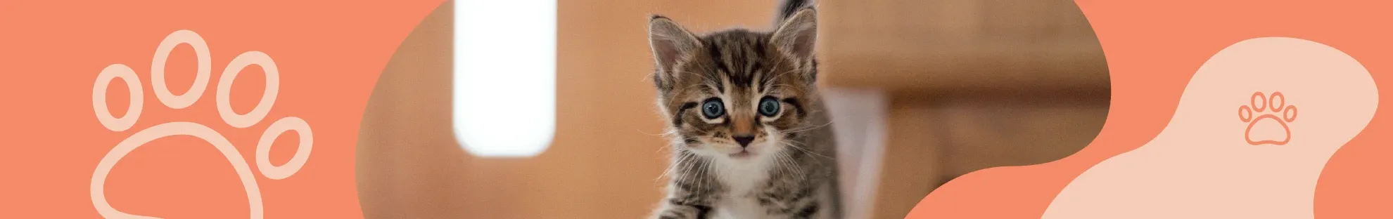 Yavru Kediniz Sağlıklı mı? İlk Bakışta Anlama Yolları!