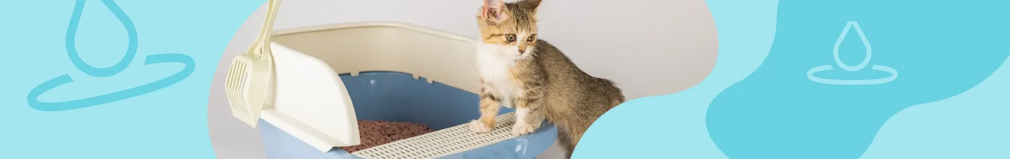 Yavru Kedinize Nasıl Tuvalet Eğitimi Verebilirsiniz?