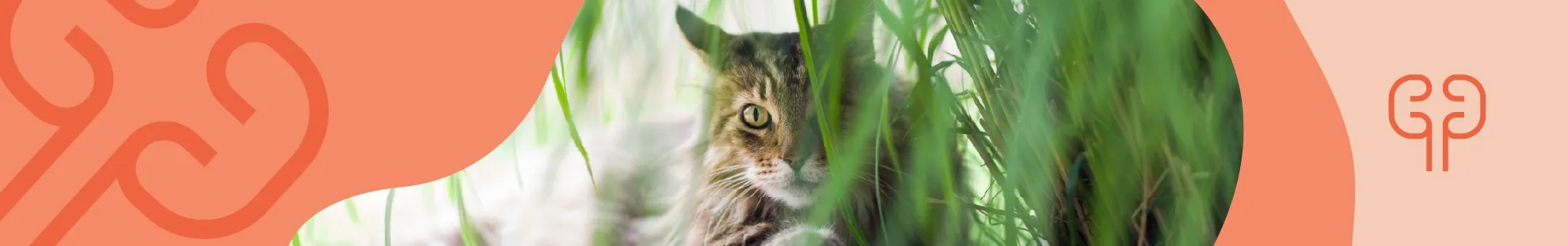 Kedilerde Böbrek Hasarı ve Etkileri