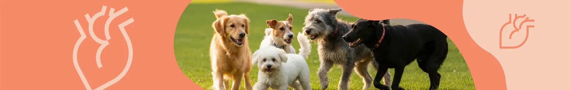 Bu Belirtilere Dikkat! Köpeğinizde Kalp Hastalığı Olabilir mi?