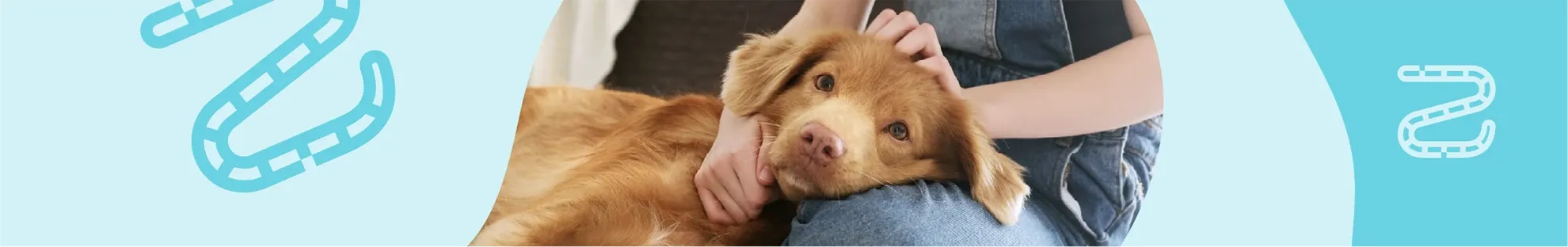 Köpekler ve İnsanlar için Yuvarlak Tehlike: Yuvarlak Kurtlar