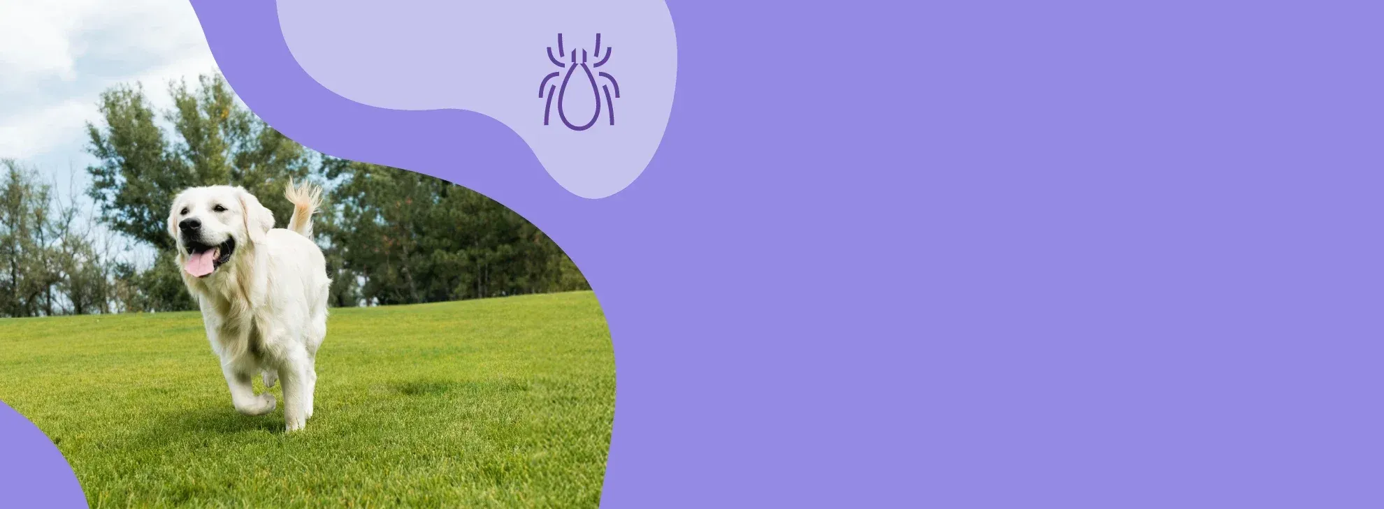 Köpekler için Dışarıdaki Riskli Temas: Kene!