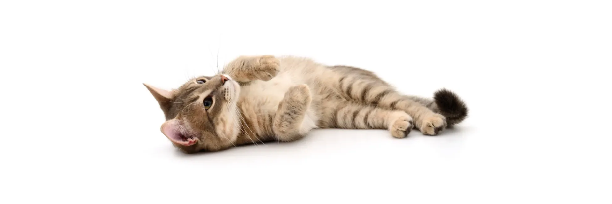 Kedilerde Böbrek Hasarı ve Etkileri