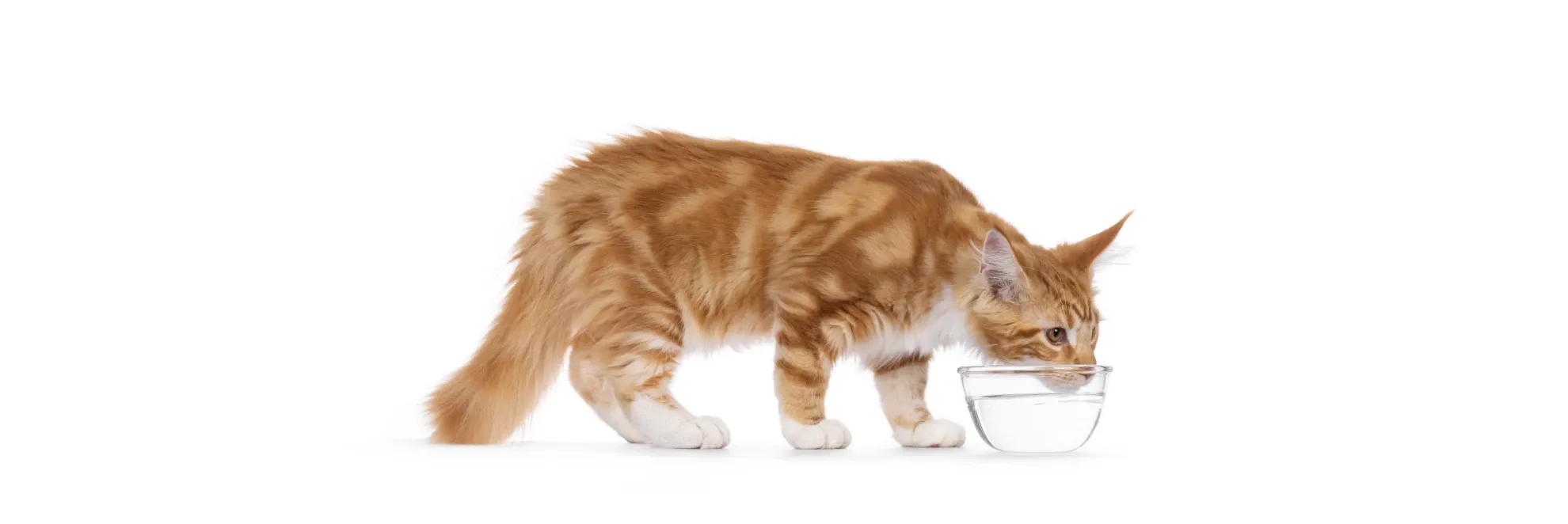 Kedilerde Böbrek Hastalığı Belirtileri