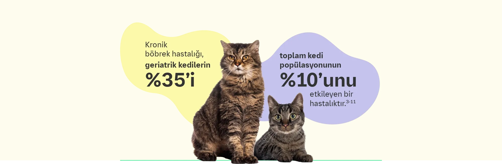 Kedilerde Kronik Böbrek Hastalığı