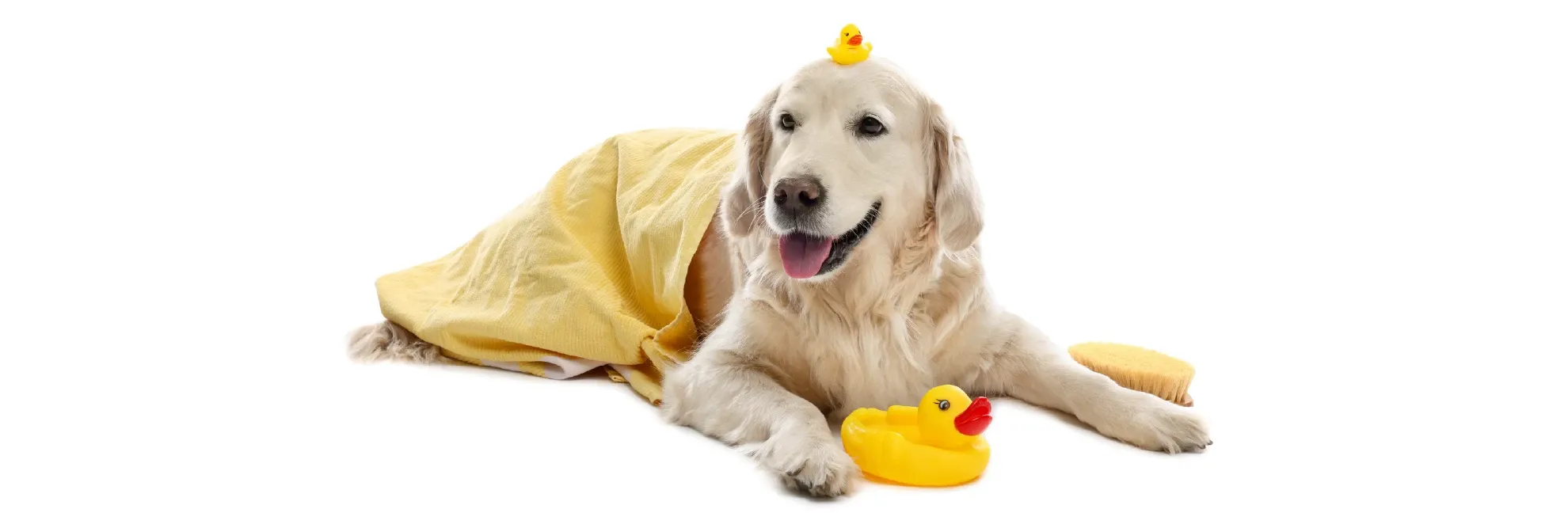 Köpeğinizde Tüy Dökümü Kontrolü