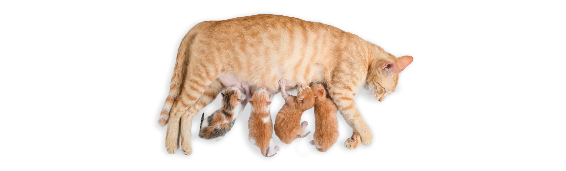 Yavru Kedinizin Sağlığını ve Bağışıklığını Desteklemenin Yolları