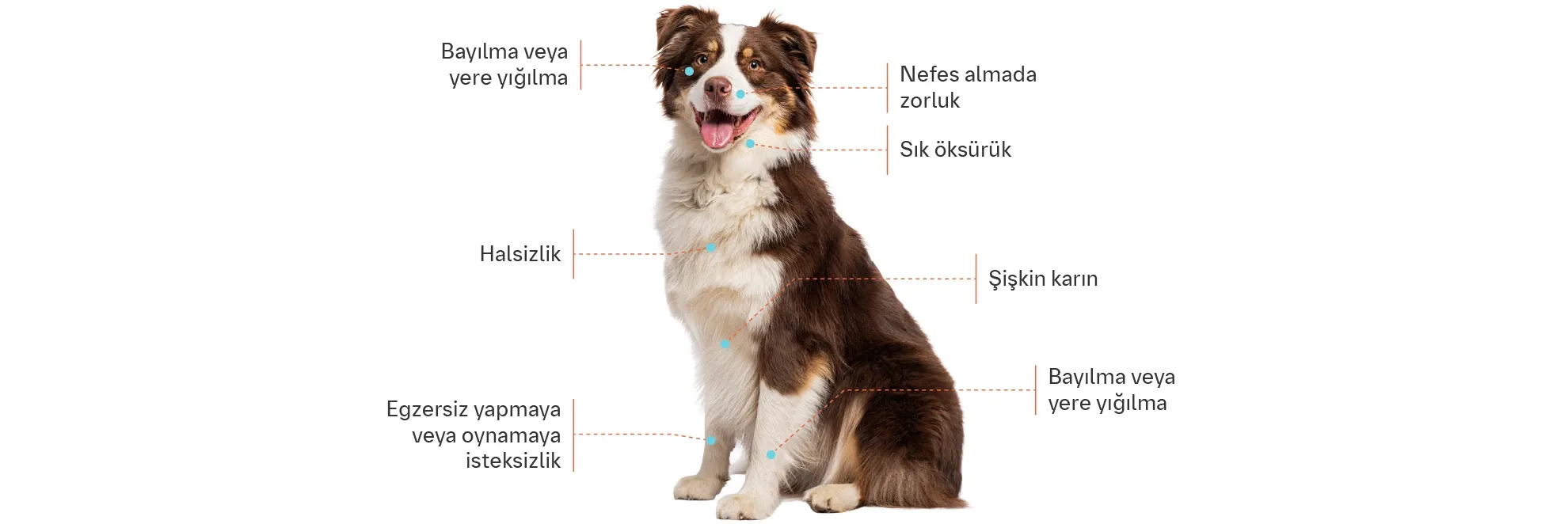 Bu Belirtilere Dikkat! Köpeğinizde Kalp Hastalığı Olabilir mi?
