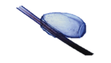 Köpek tüyüne yapışmış haldeki bir bit yumurtasının mikroskop altında görünümü