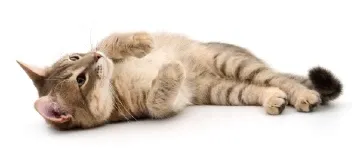 Kedilerde Böbrek Hasarı ve Etkileri