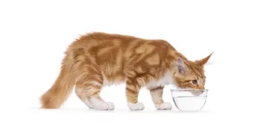 Kedilerde Böbrek Hastalığı Belirtileri