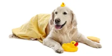 Köpeğinizde Tüy Dökümü Kontrolü