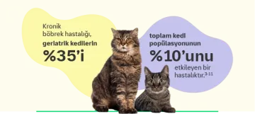 Kedilerde Kronik Böbrek Hastalığı