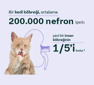 Böbrekler Hakkında Bunları Biliyor Muydunuz?
