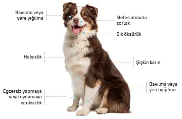 Bu Belirtilere Dikkat! Köpeğinizde Kalp Hastalığı Olabilir mi?