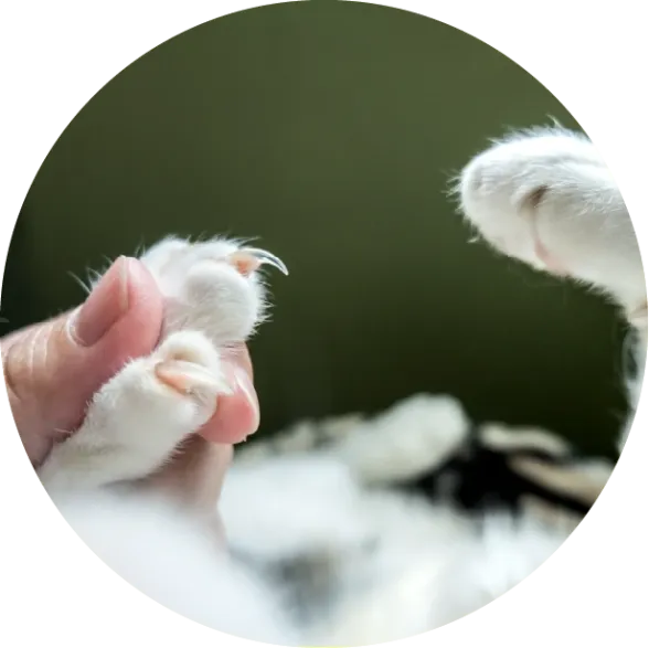 Kedimin Tırnağını Nasıl Kesmeliyim?