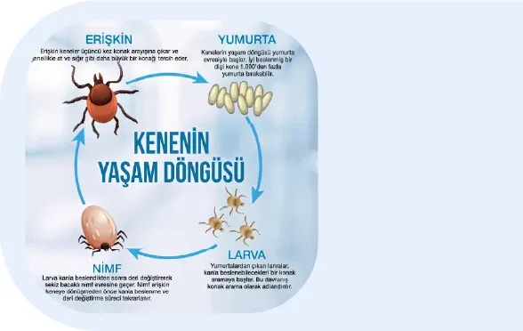 Keneler Nasıl Hayatta Kalır?