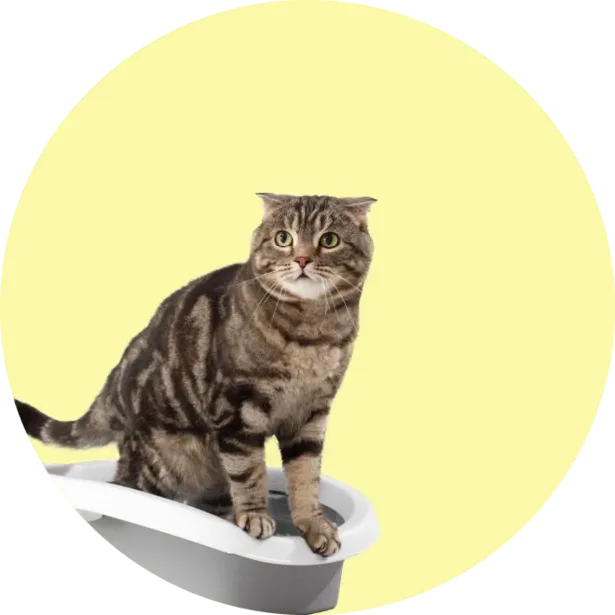 Kedilerde Böbrek Hastalıkları Önlenebilir mi?