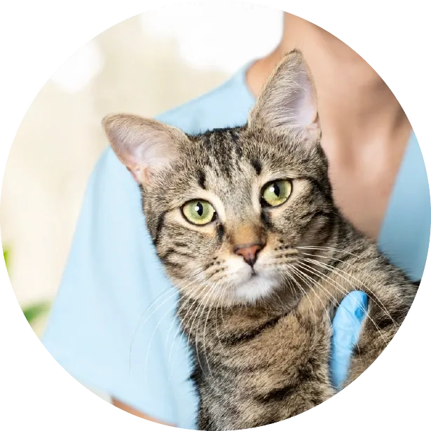 Kedimin Tırnağını Nasıl Kesmeliyim?