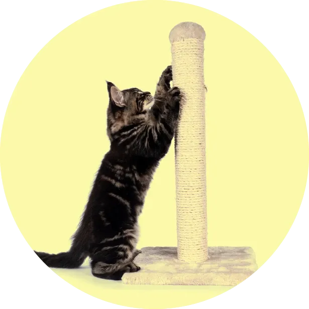 Kedimin Tırnağını Nasıl Kesmeliyim?