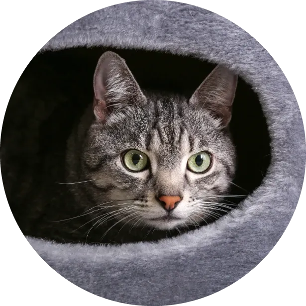 Kediniz Neden Tırmalar?