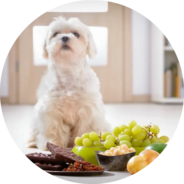 Köpeğiniz Ne Yememeli?