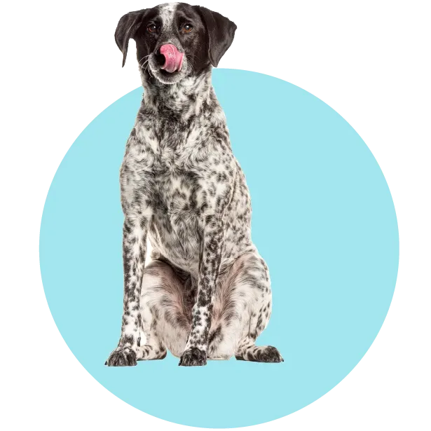 Köpeğiniz Ne Yememeli?