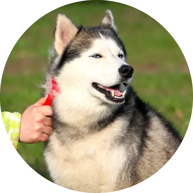 Köpeğinizde Tüy Dökümü Kontrolü