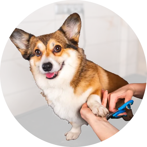 Köpeğinizin Tırnak Bakımı
