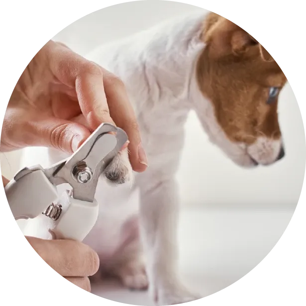 Köpeğinizin Tırnak Bakımı