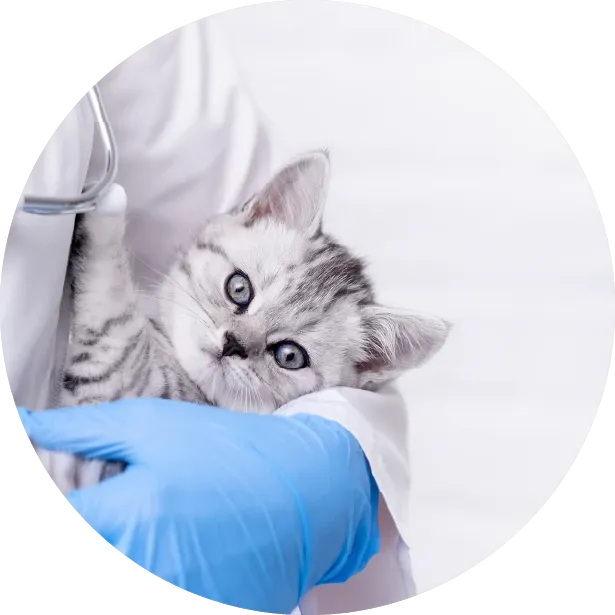 Yavru Kediniz Sağlıklı mı? İlk Bakışta Anlama Yolları!